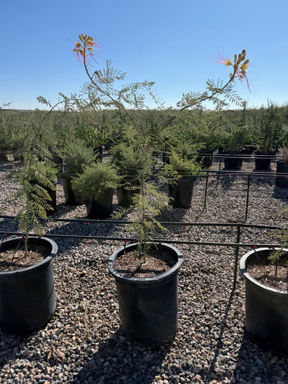 Desert Bird of Paradise