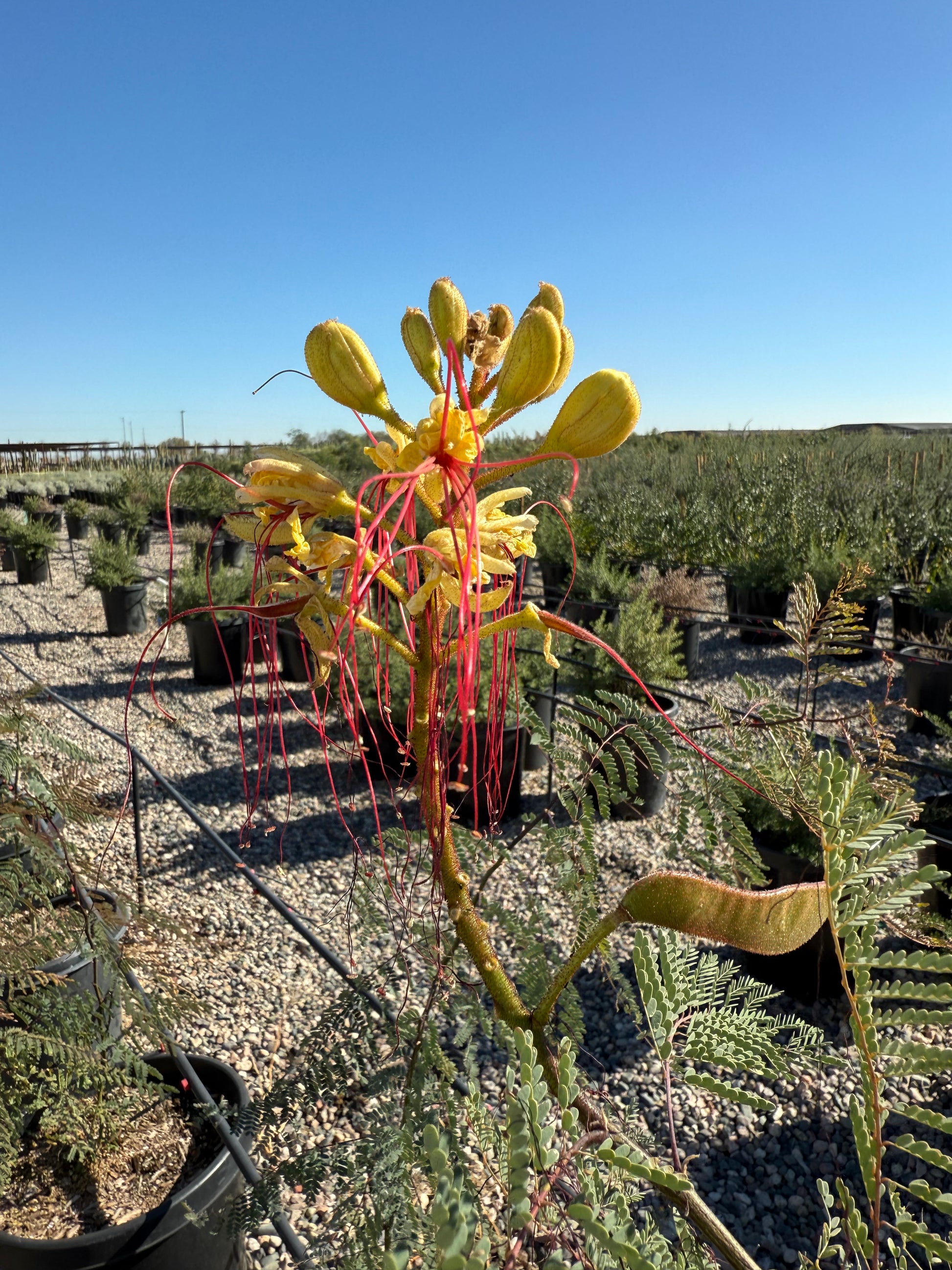 bird of paradise cactus soil Buy Desert Bird of Paradise Phoenix, AZ | Caesalpinia