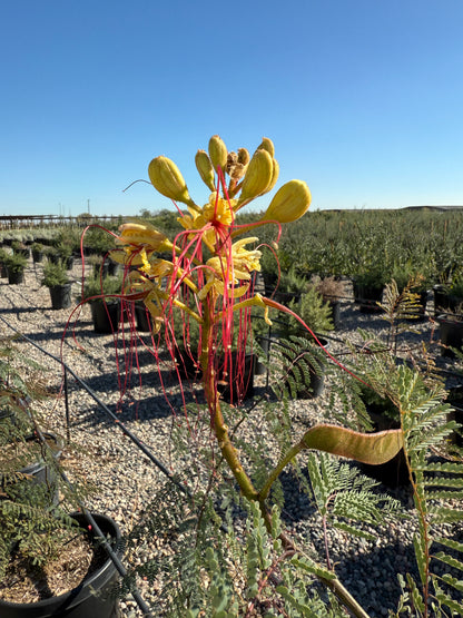 Desert Bird of Paradise