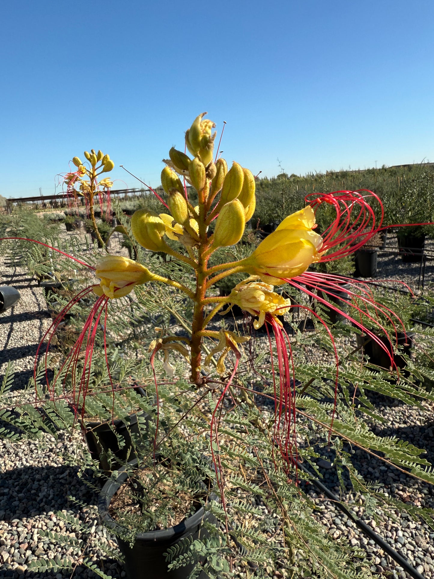 Desert Bird of Paradise
