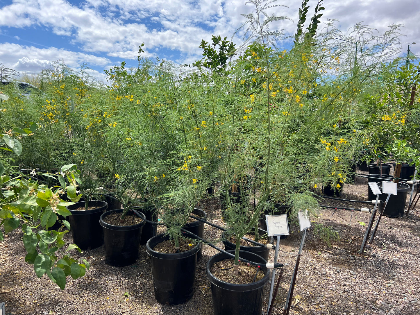 Desert Museum Palo Verde