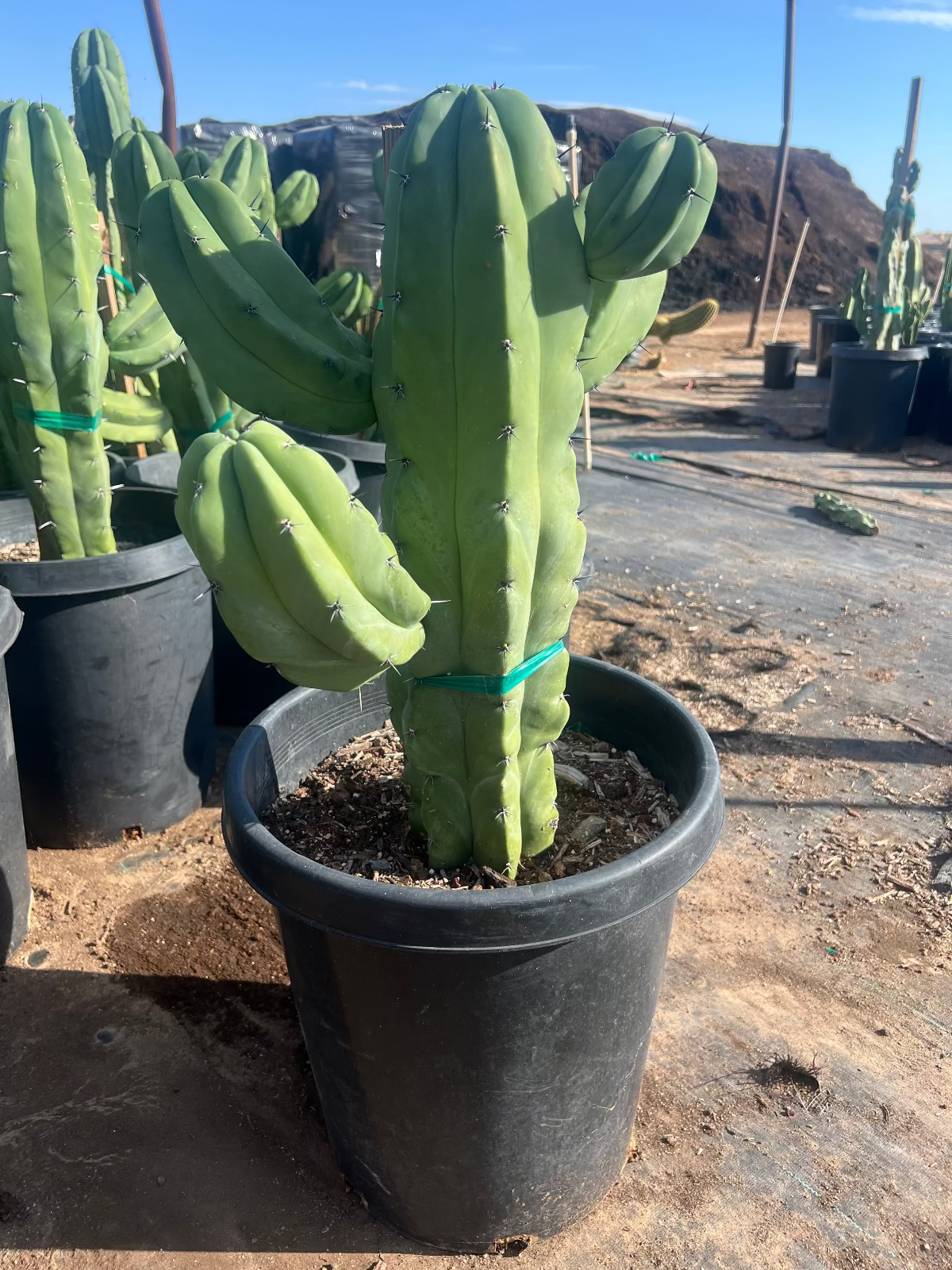 Blue Myrtle Cactus Major