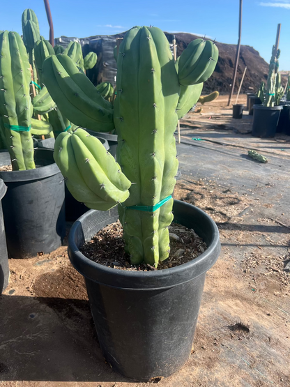 Blue Myrtle Cactus Major