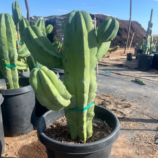 15 gallon Fat Blue Myrtle Cactus (Myrtillocactus geometrizans) thick branching columns in nursery pot — Phoenix, AZ