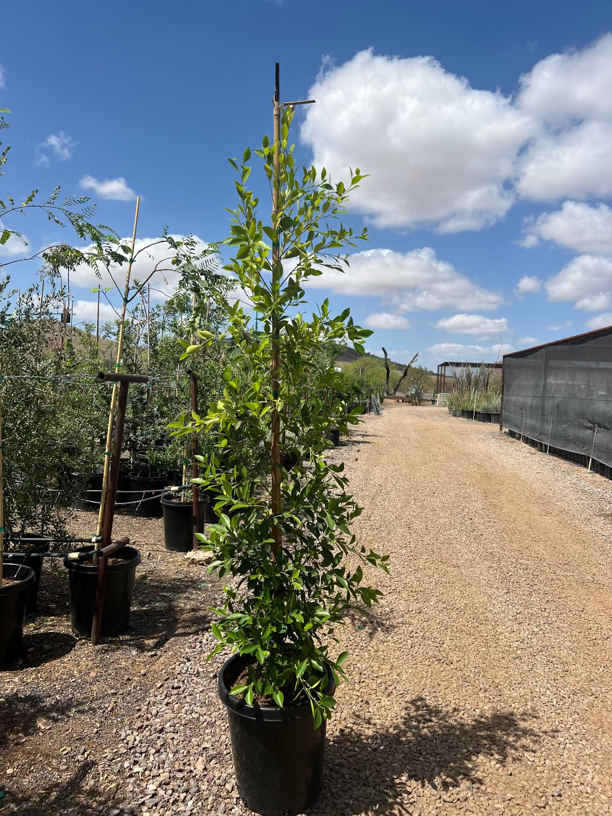 Indian Laurel Fig Ficus Column 15 gallon