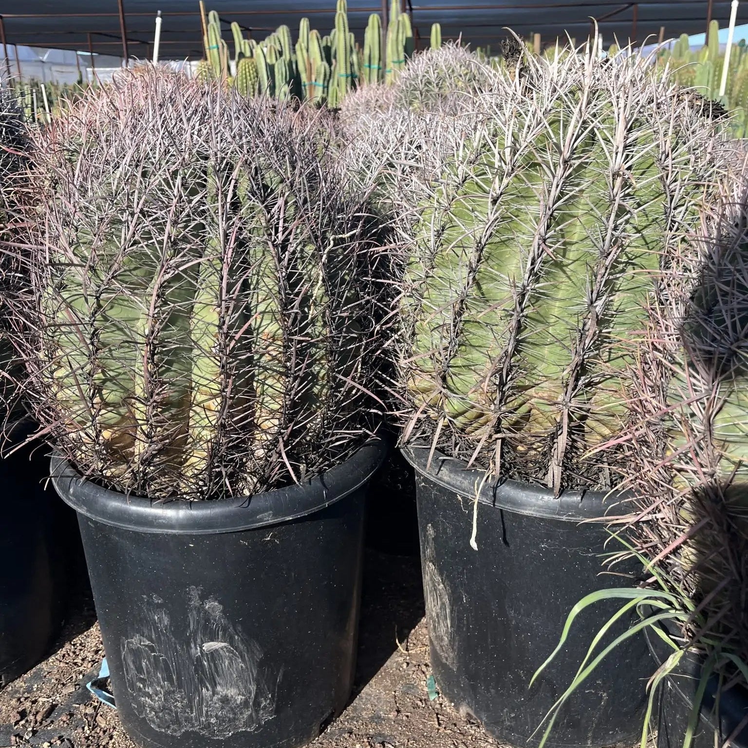 cactus fish hook Buy Fishhook Barrel Cactus Phoenix, AZ | F. wislizeni