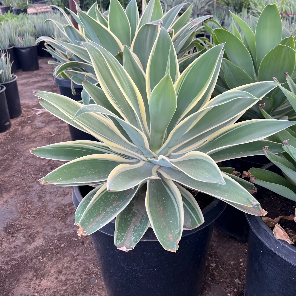 Variegated Foxtail Agave