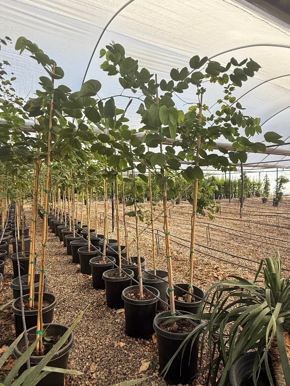 Hong Kong Orchid Tree