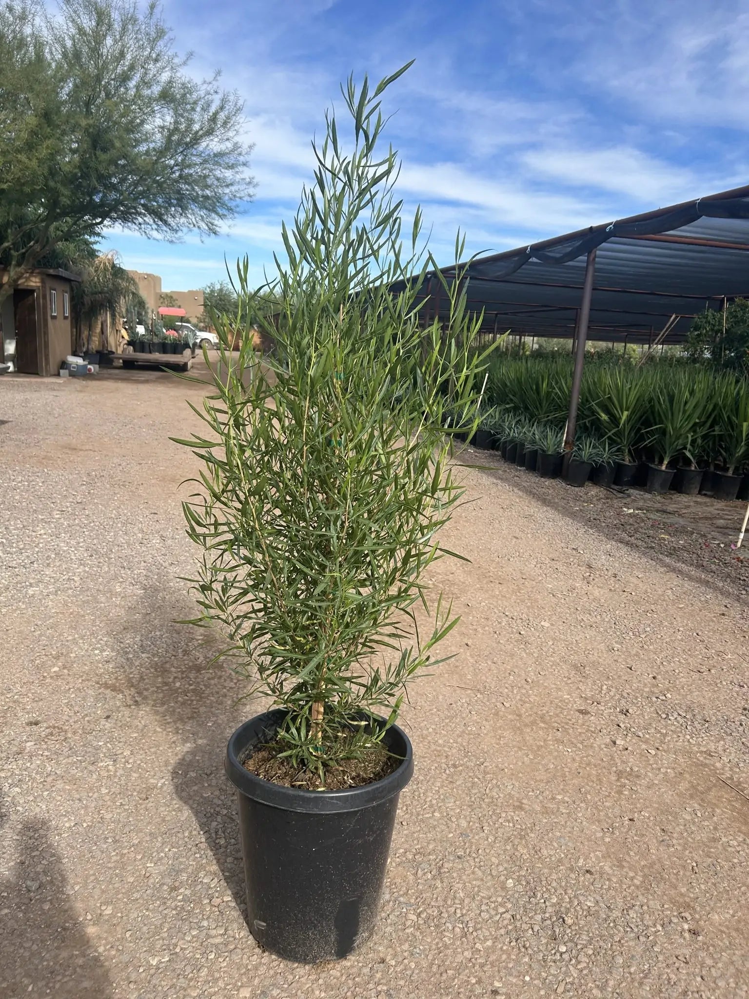 bushy outdoor pot plants Buy Green Hopseed Bush Phoenix, AZ | Dodonaea viscosa