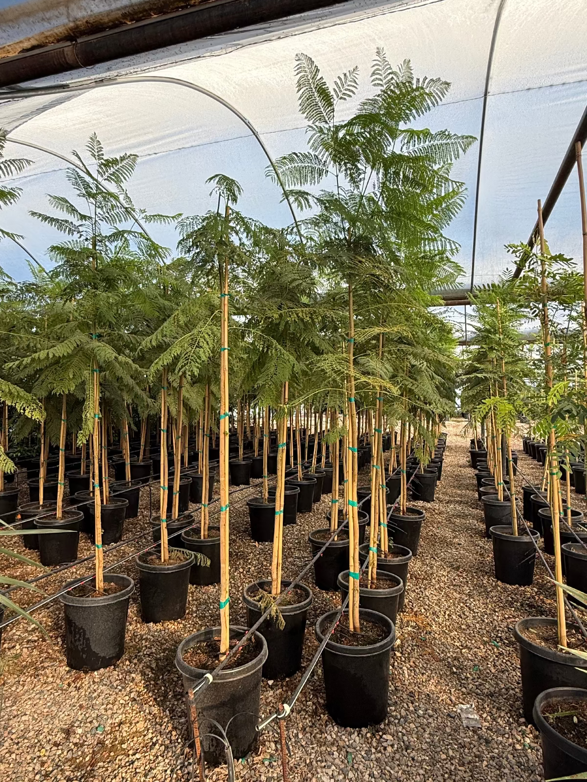 jacaranda house plant Buy Jacaranda Phoenix, AZ | Jacaranda mimosifolia