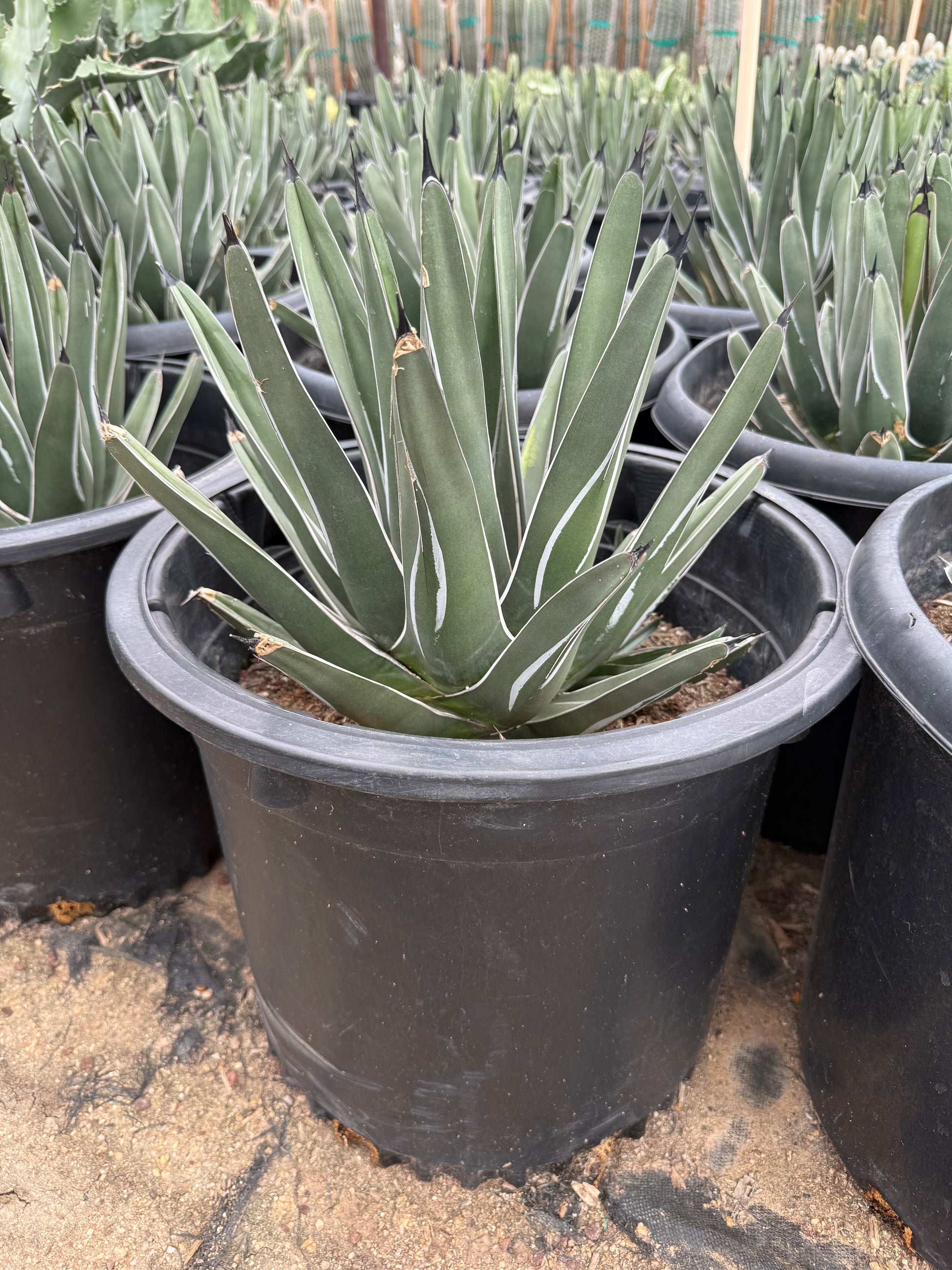 indoor plants phoenix az Buy King Ferdinand Agave Phoenix, AZ | A. nickelsiae
