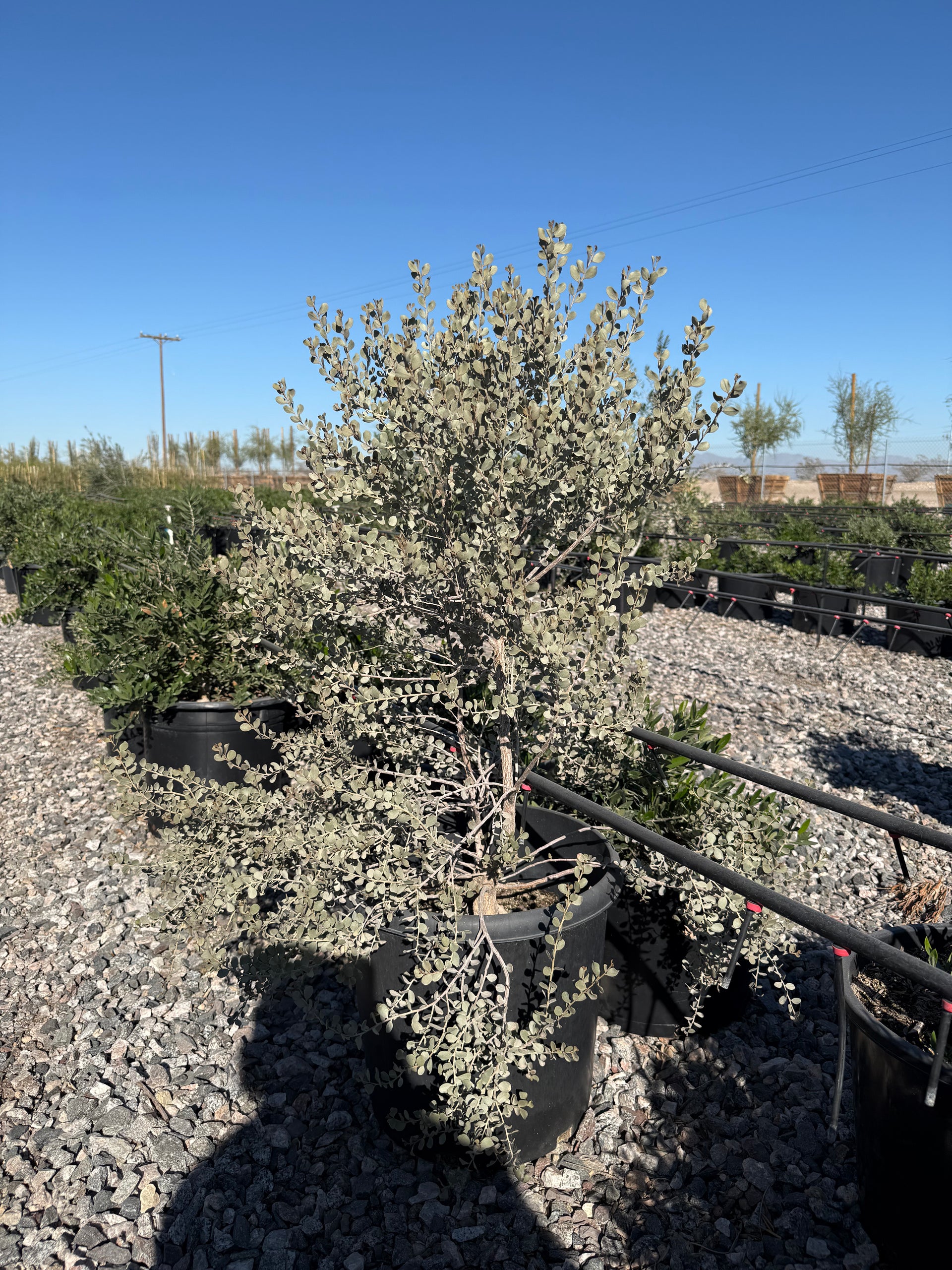 15g_Leatherleaf_Acacia.heic?v=