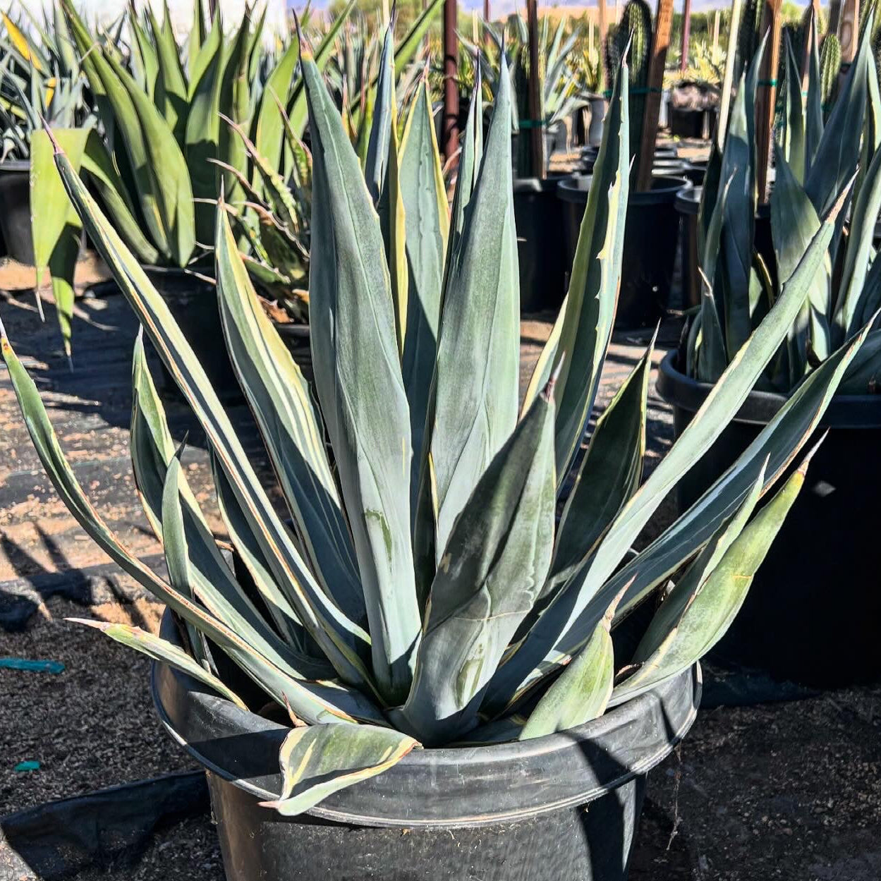 Little Miss America CCF