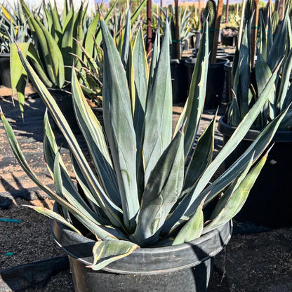 Little Miss America CCF