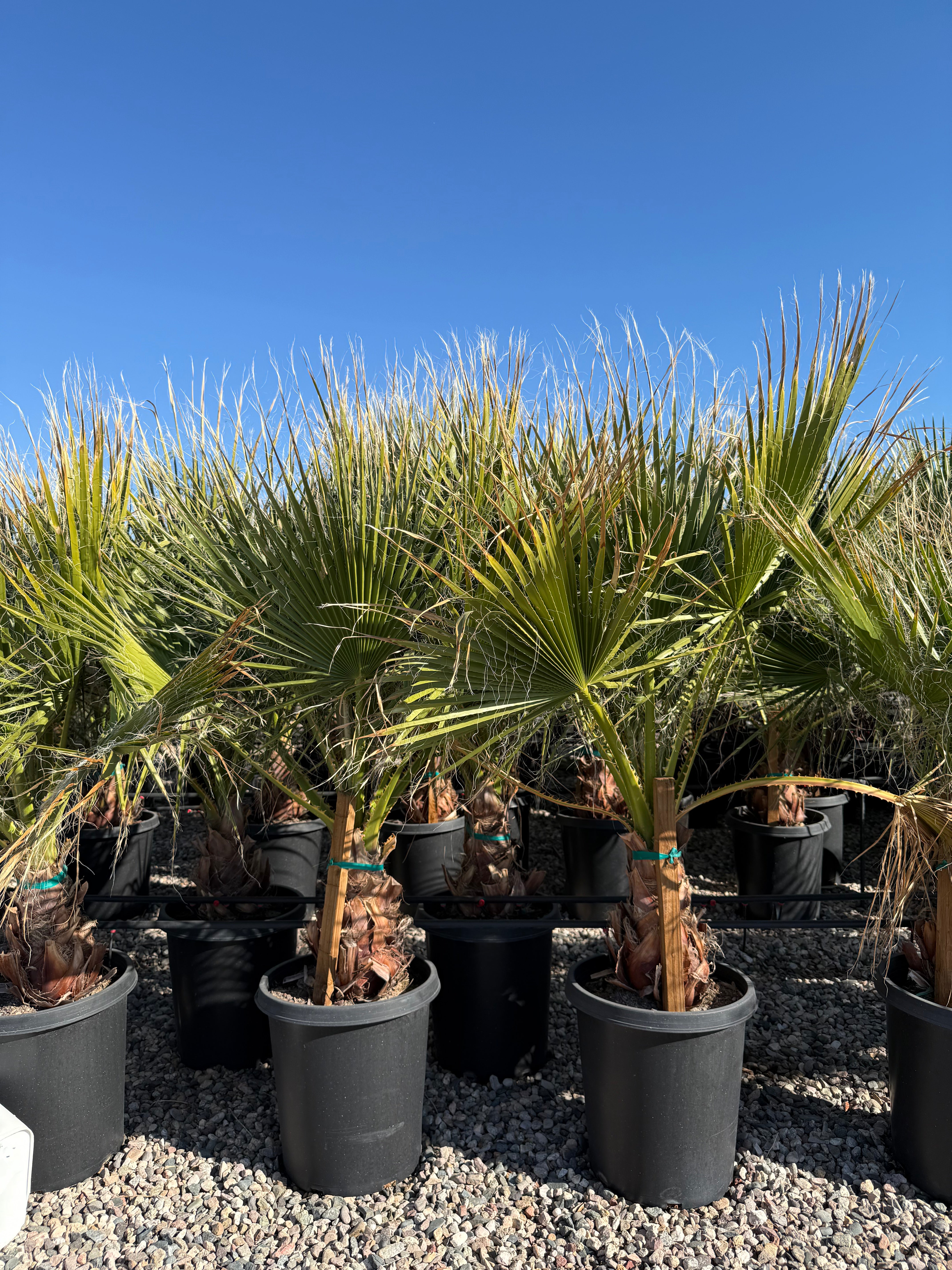 Mexican Fan Palm