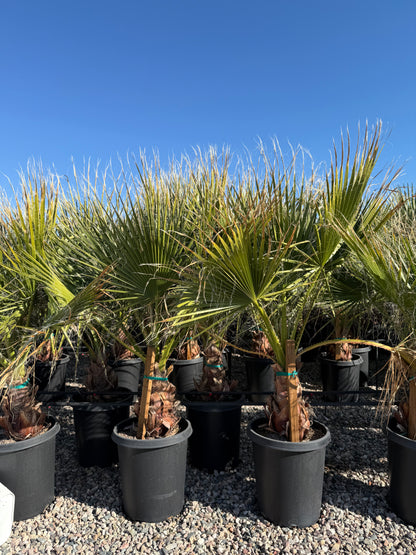 Mexican Fan Palm