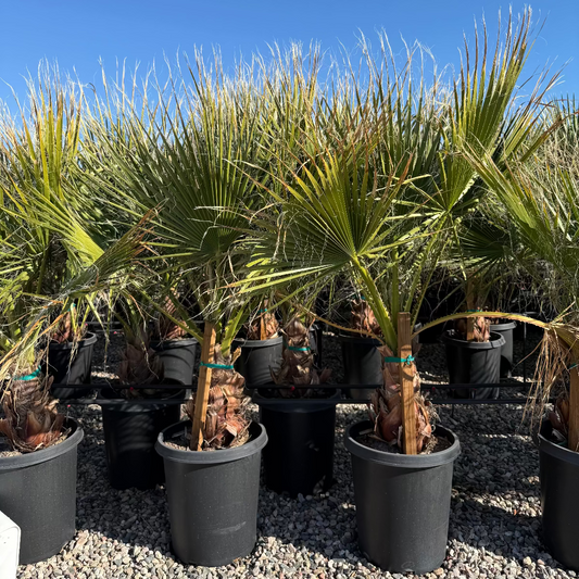 Mexican Fan Palm