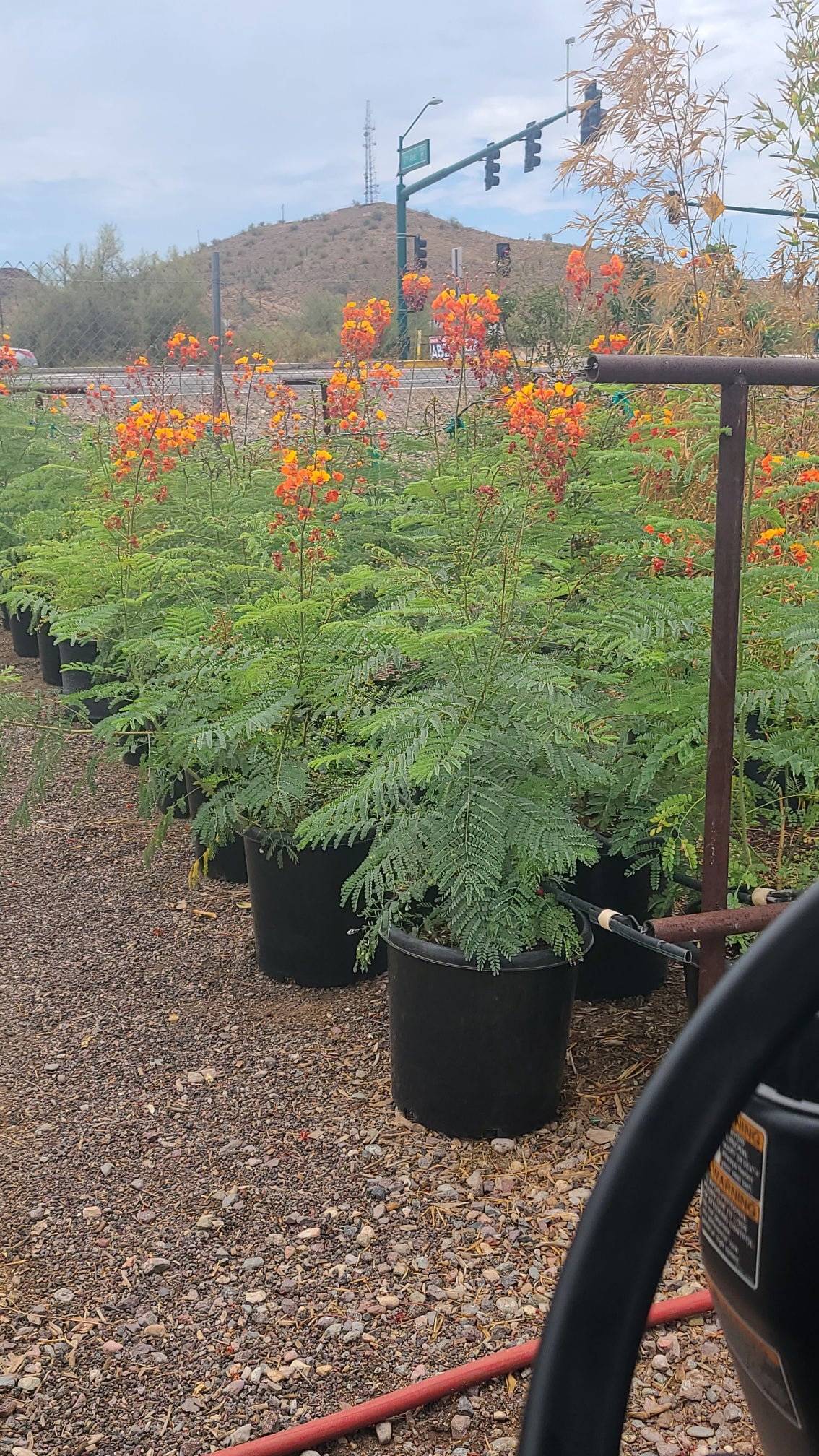 Red Bird of Paradise