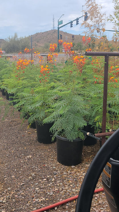 Mexican Bird of Paradise