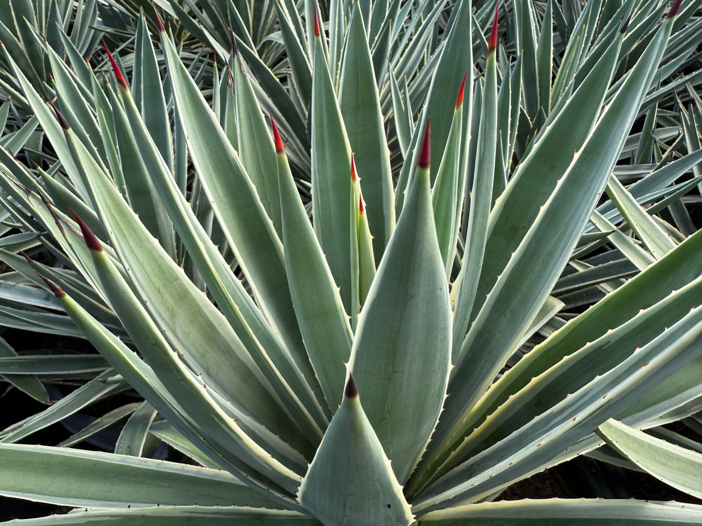 Narrow Leaf Agave