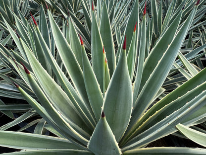 Narrow Leaf Agave