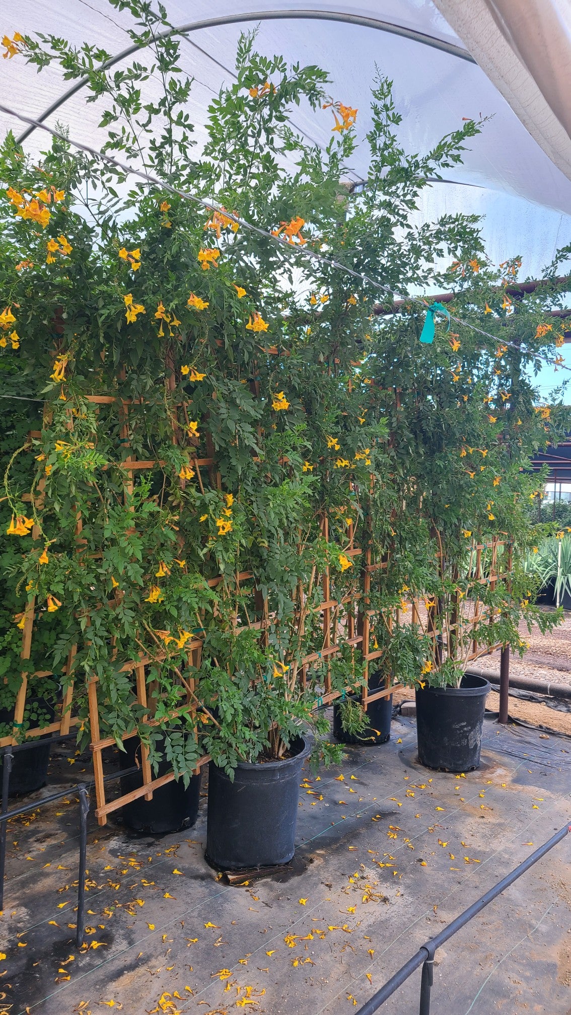 Orange Jubilee Espalier