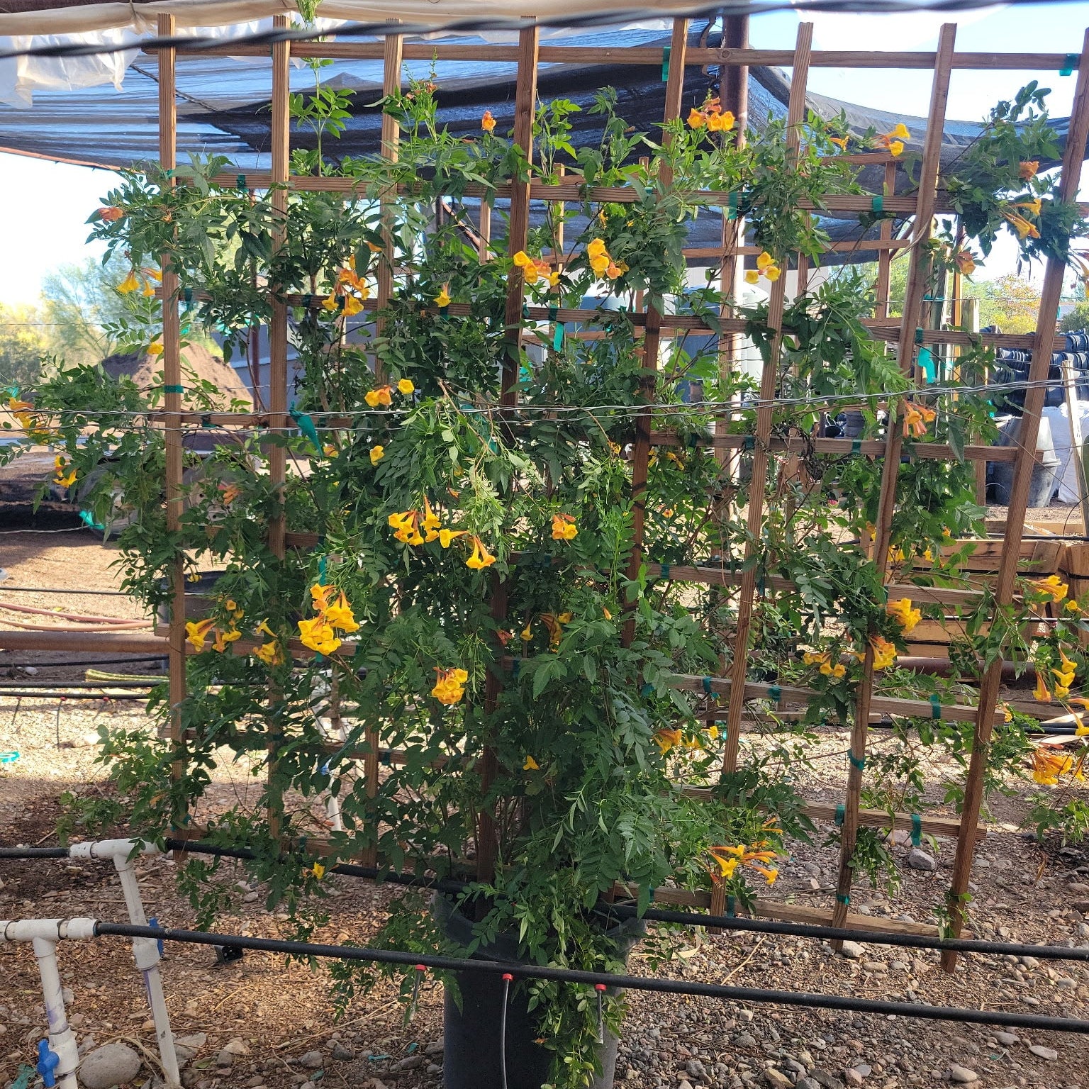 Orange Jubilee Espalier