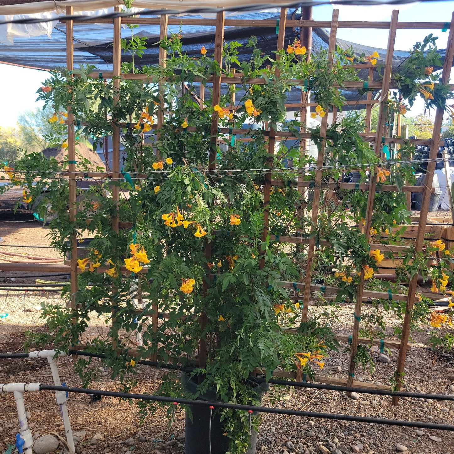 Orange Jubilee Espalier