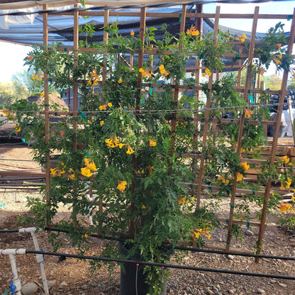 Orange Jubilee Espalier