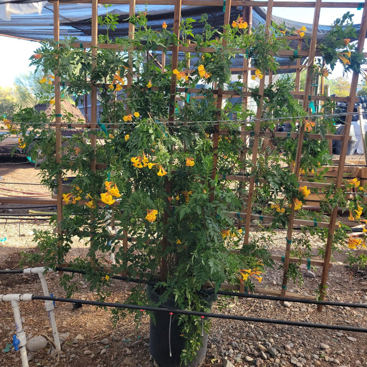 15g Orange Jubilee (trellace).jpg__PID:dace6f50-2cec-42f2-af95-f1381a4dfb1e