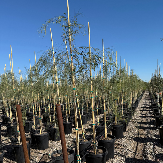 15 gallon Palo Blanco trees in rows of black nursery pots at Three Timbers — Phoenix, AZ