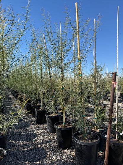 Desert Museum Palo Verde