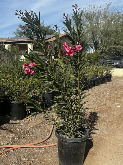 Pink Oleander