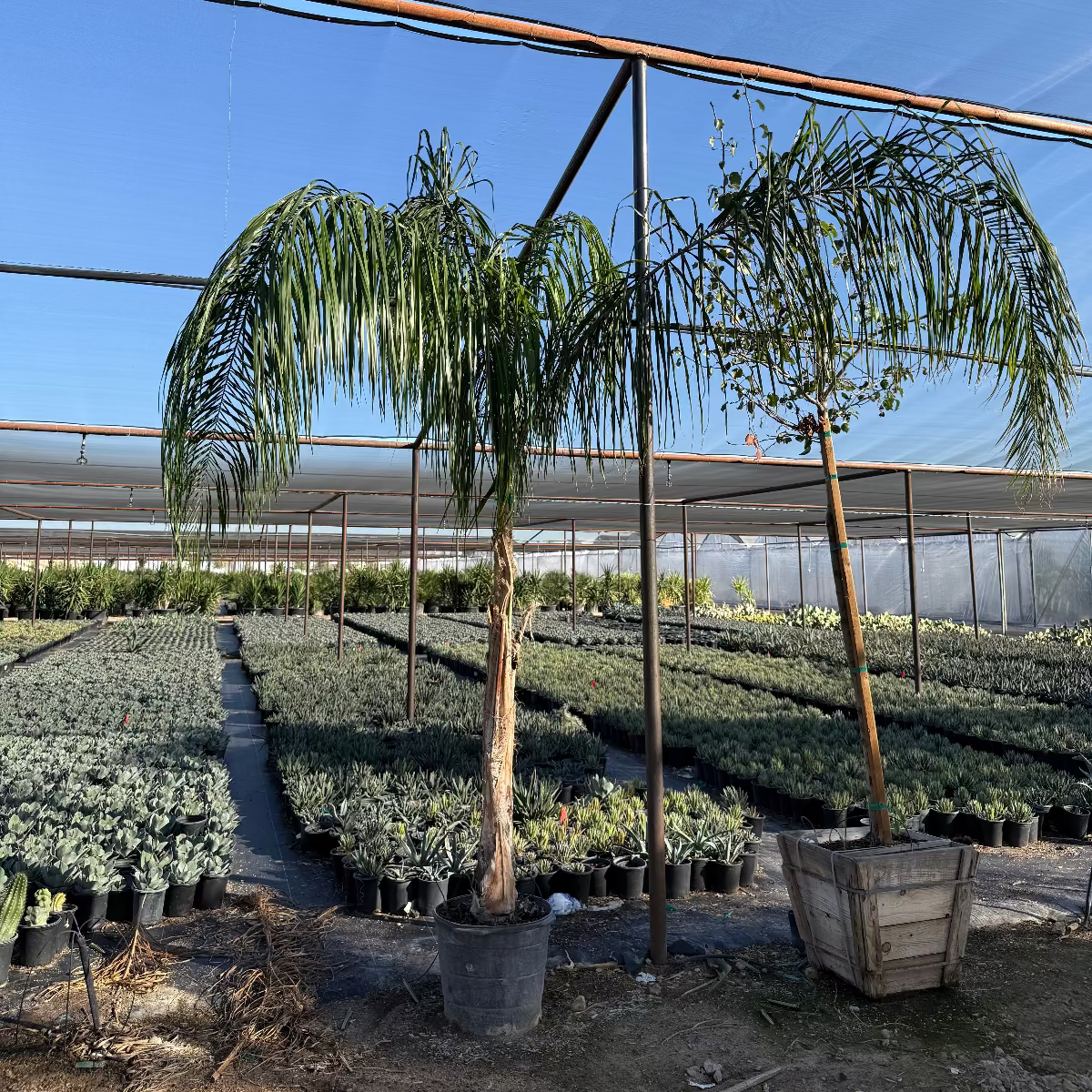 where to buy palm plants Buy Queen Palm Phoenix, AZ | Syagrus romanzoffiana