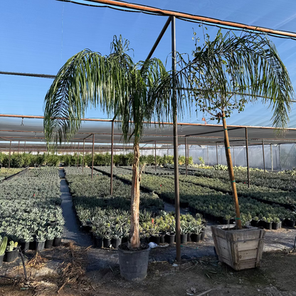 queen palm plants Buy Queen Palm Phoenix, AZ | Syagrus romanzoffiana
