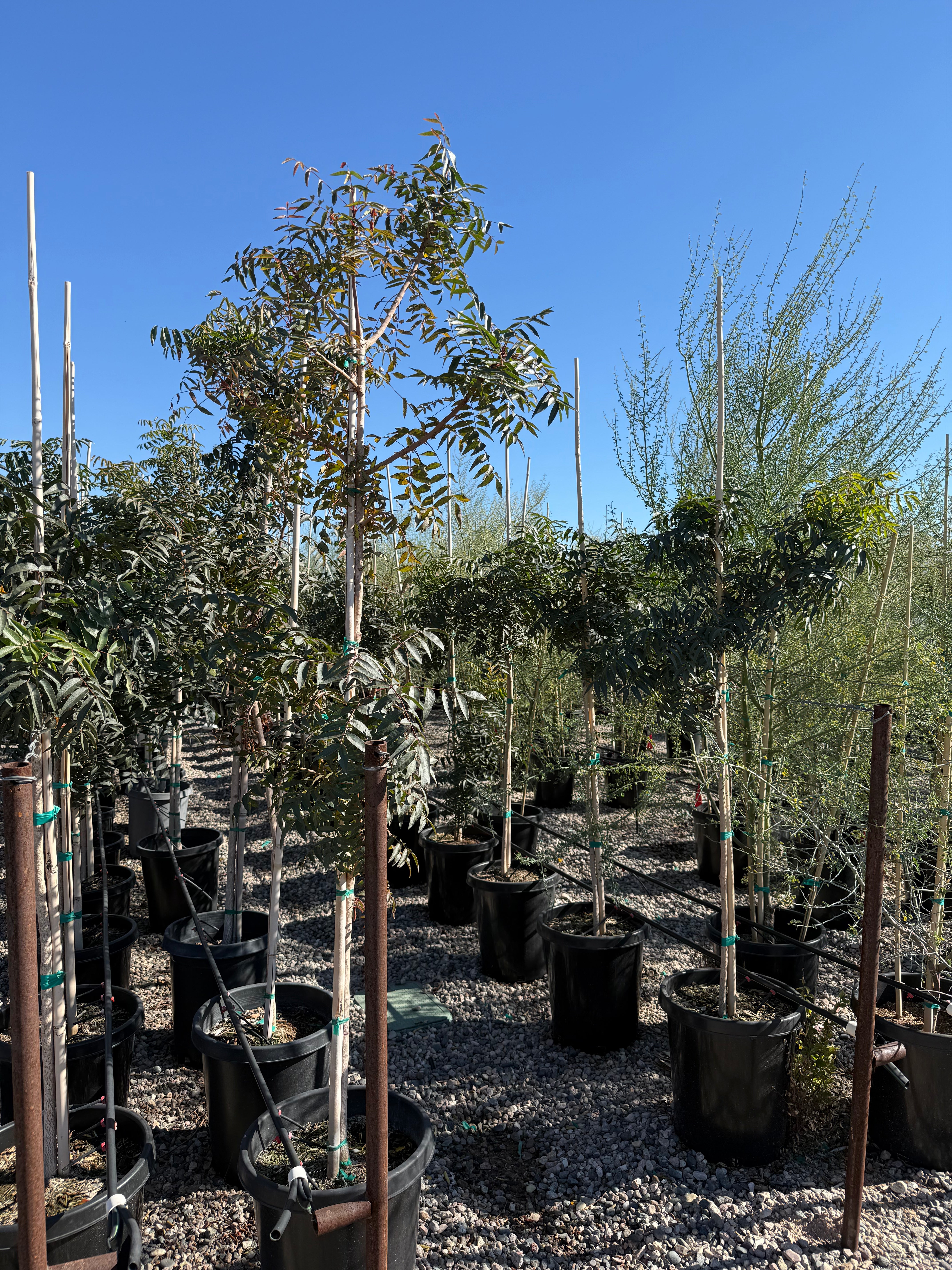 Chinese Pistache 'Red Push'