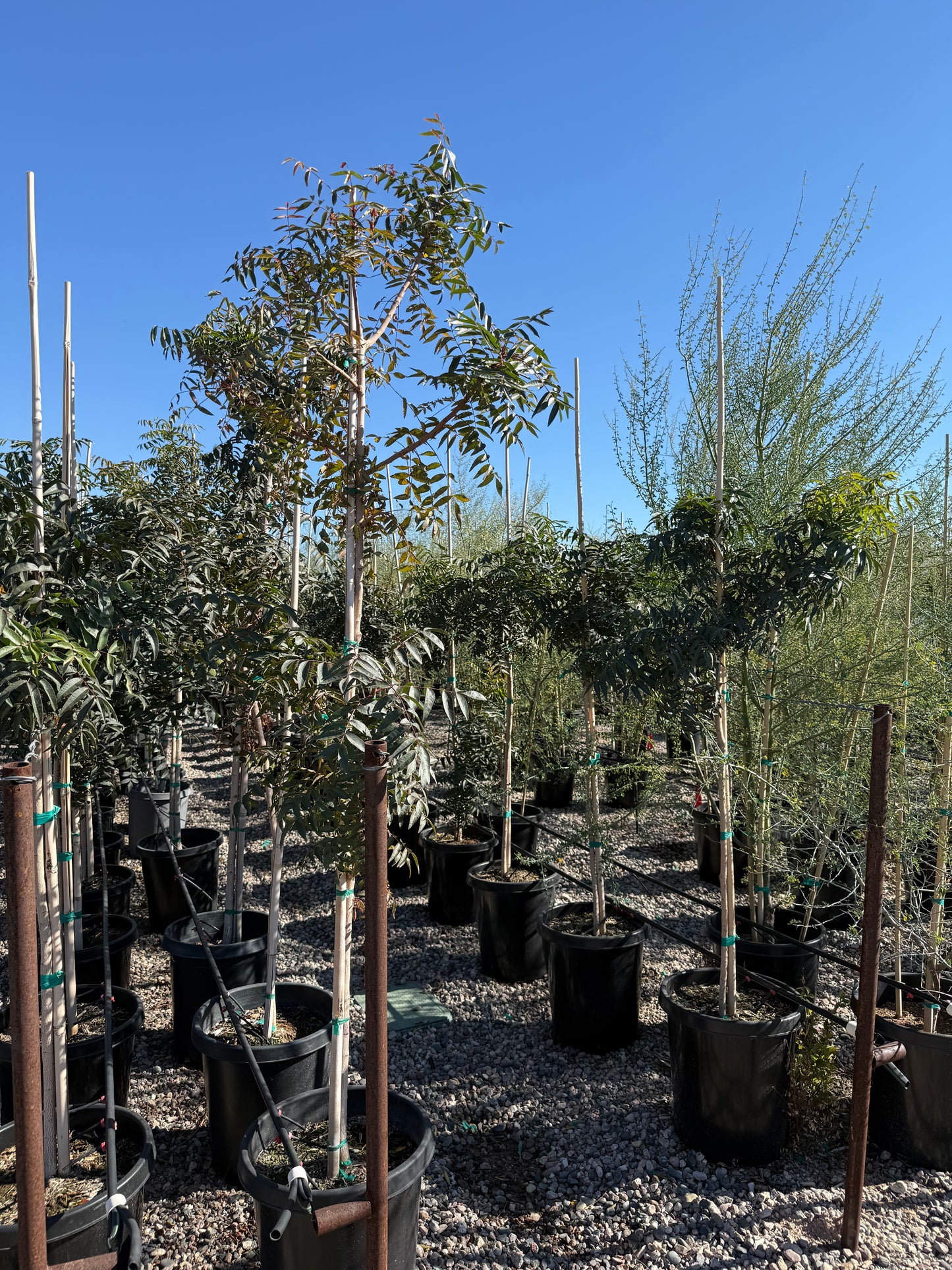 Chinese Pistache 'Red Push'