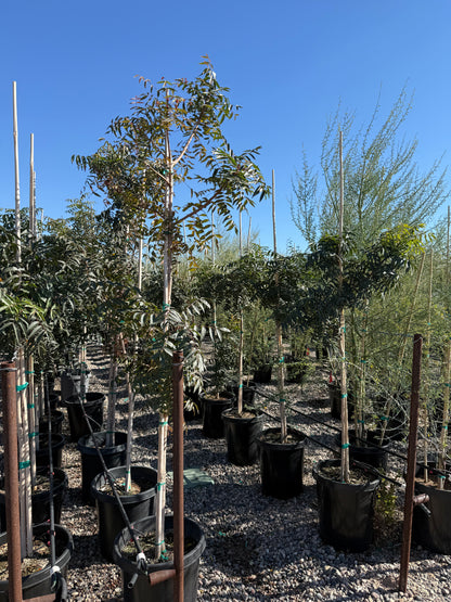 Chinese Pistache 'Red Push'