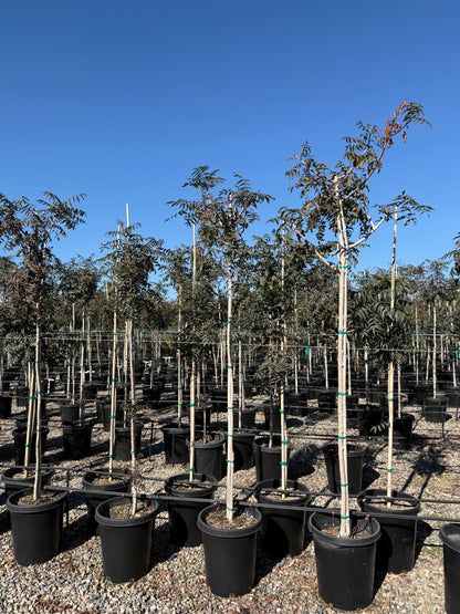 Chinese Pistache 'Red Push'