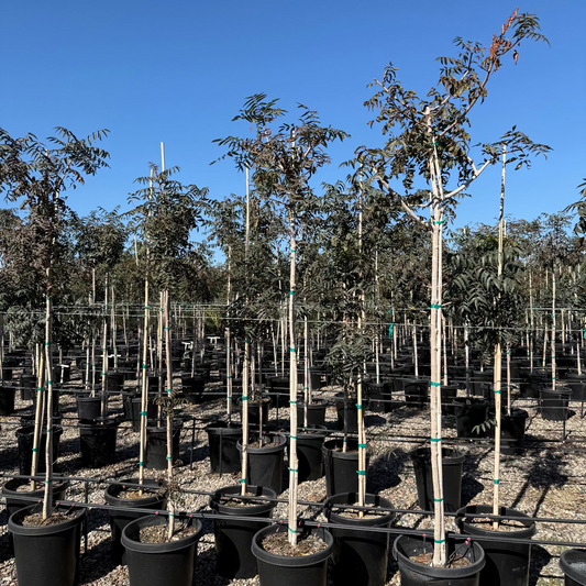 15 gallon Chinese Pistache Red Push (Pistacia chinensis) trees in black nursery containers at Three Timbers — Phoenix, AZ