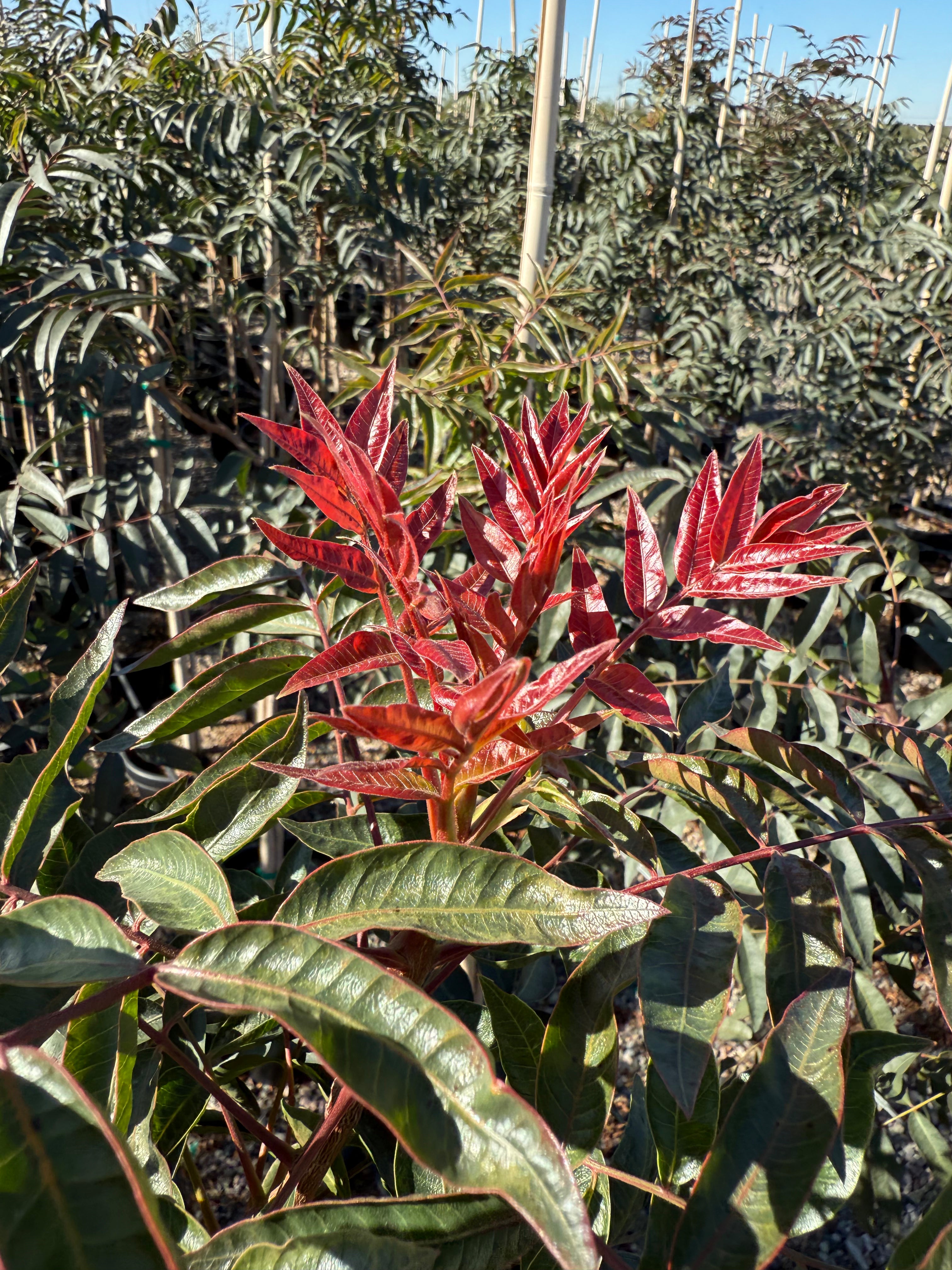 Chinese Pistache 'Red Push'