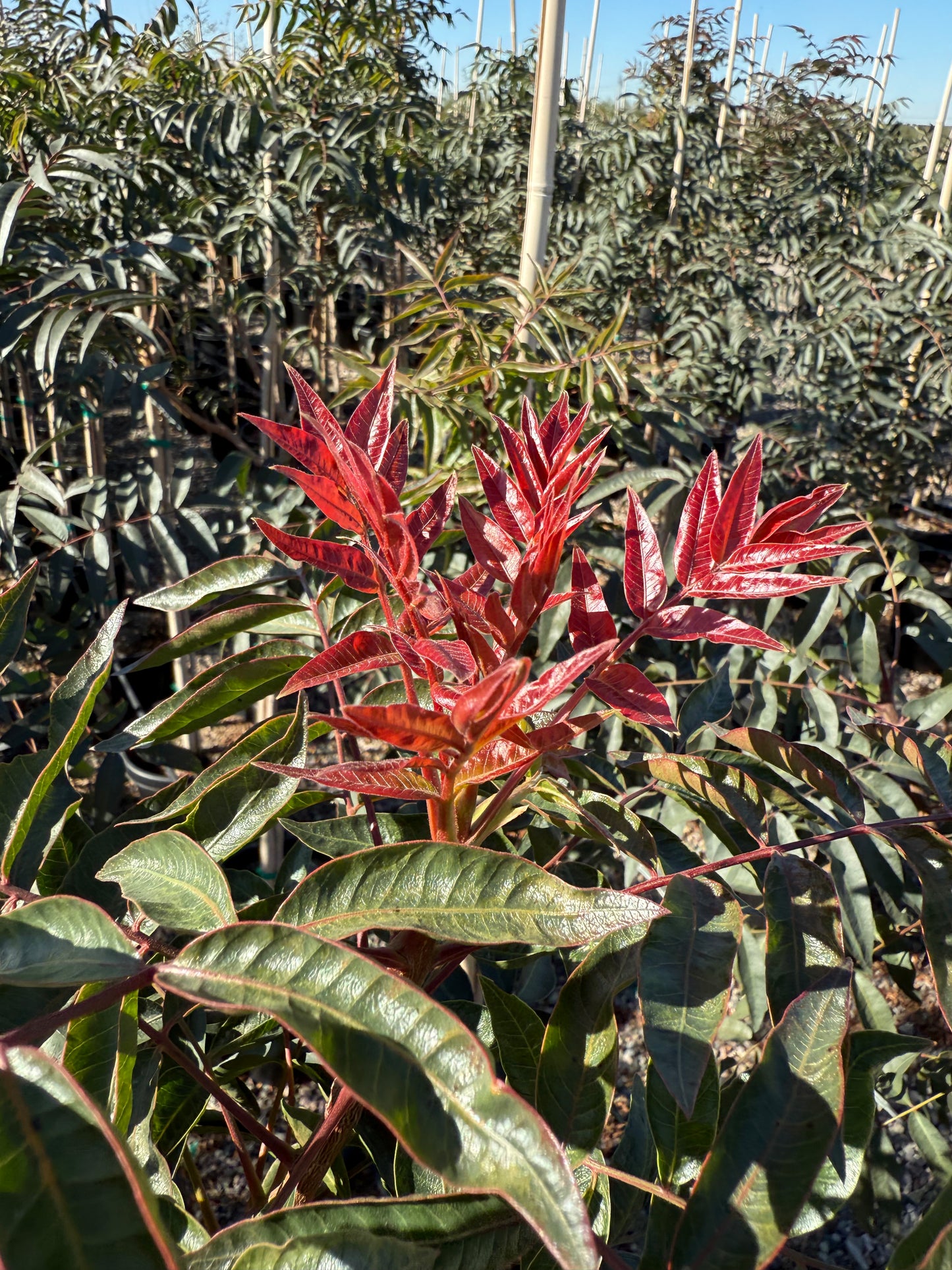 Chinese Pistache 'Red Push'