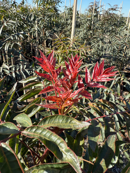 Chinese Pistache 'Red Push'