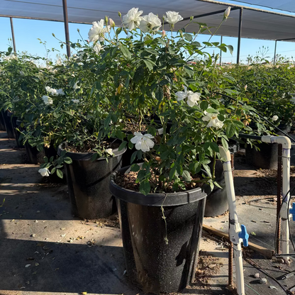 White Iceberg Rose