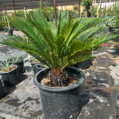 Sago Palm
