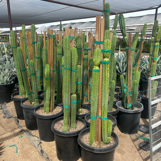 15 gallon San Pedro Cactus (Echinopsis pachanoi) in nursery pot — Phoenix, AZ