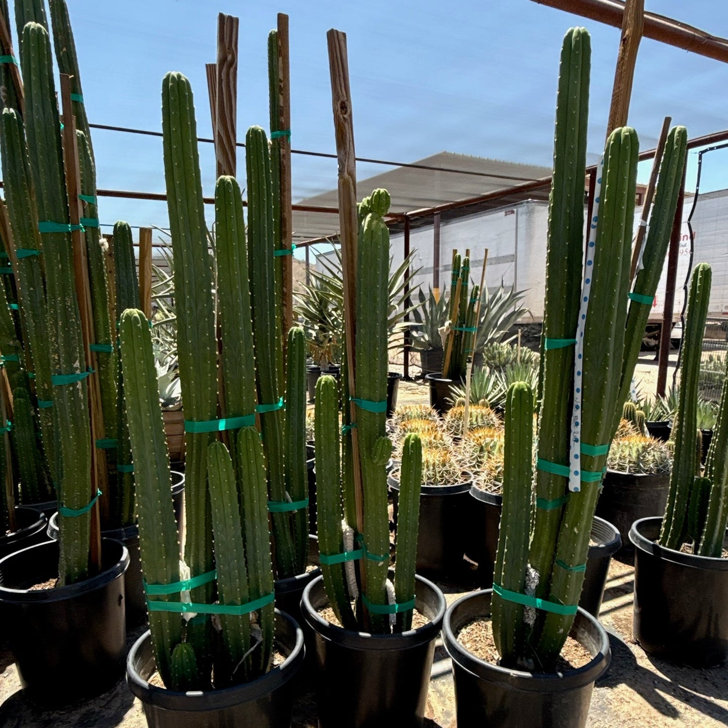 san pedro cactus for sale usa Buy San Pedro Cactus Phoenix, AZ | Echinopsis pachanoi