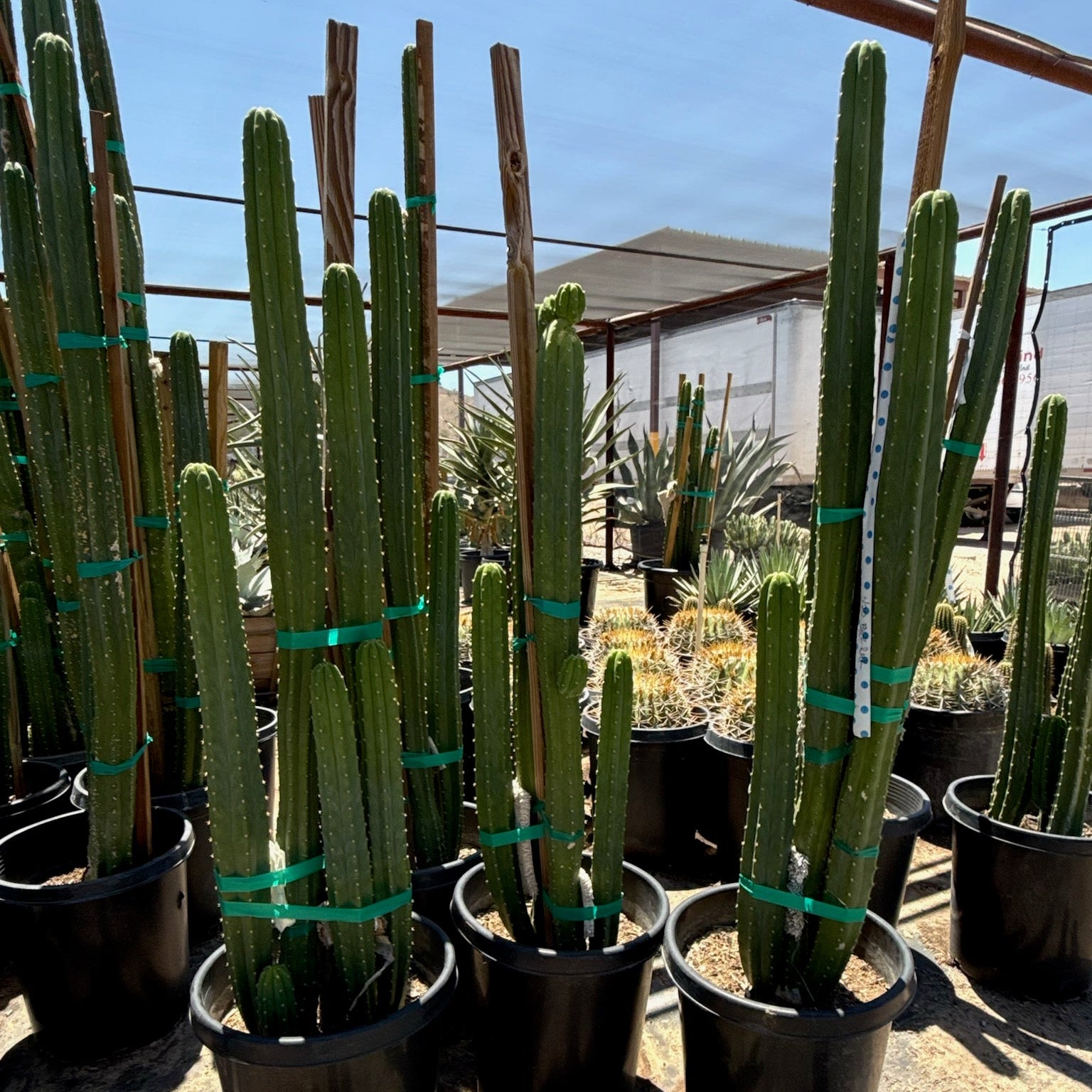 how much is a san pedro cactus Buy San Pedro Cactus Phoenix, AZ | Echinopsis pachanoi