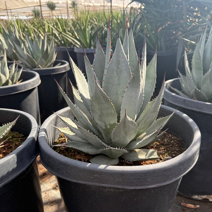 Sebastian's Agave