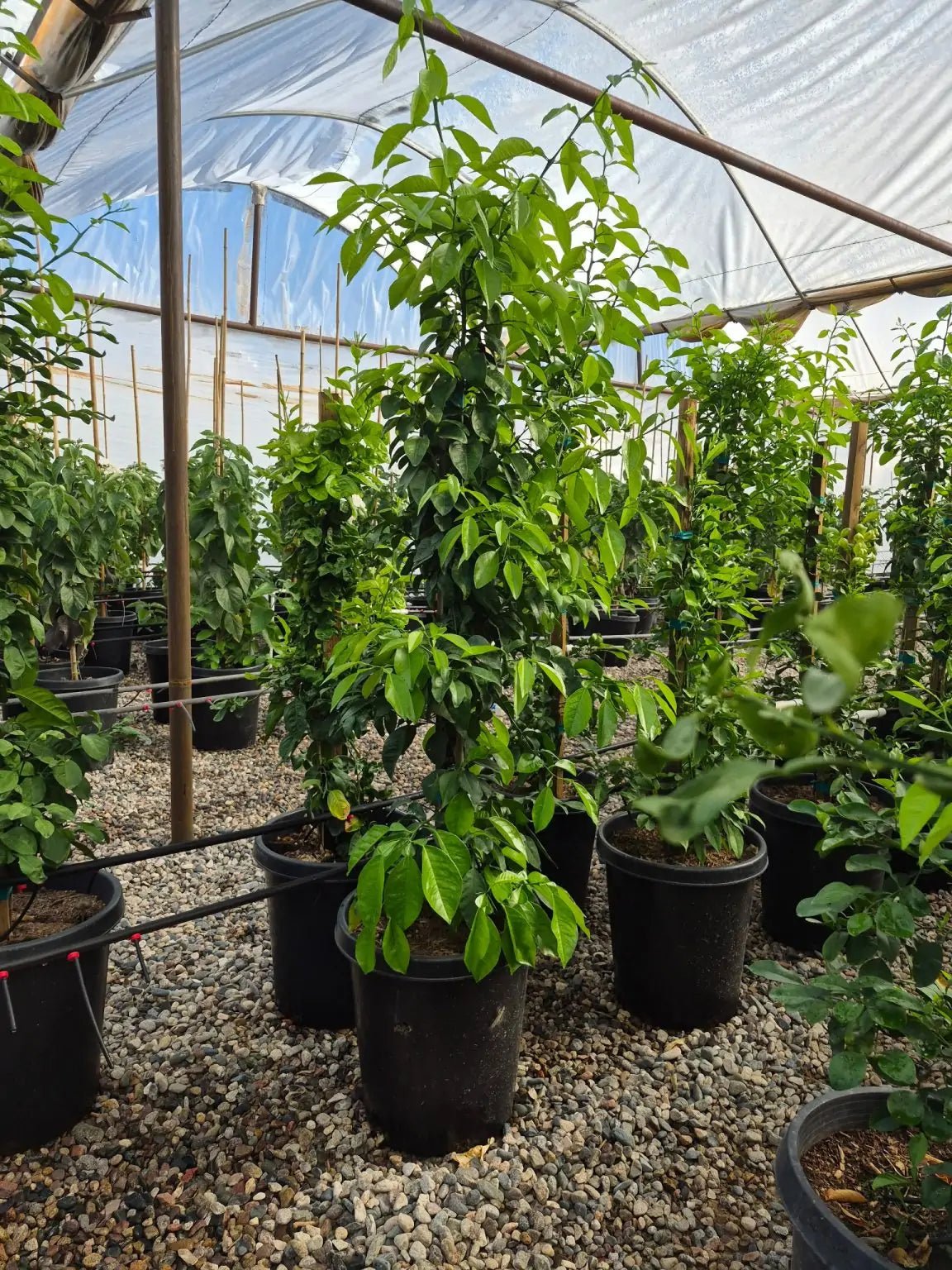orange tree pot plant Buy Sour Orange Tree Phoenix, AZ | Citrus aurantium